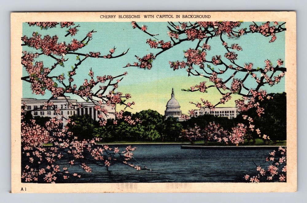 Vintage Cherry Blossom Postcard Featuring Washington DC Capitol
