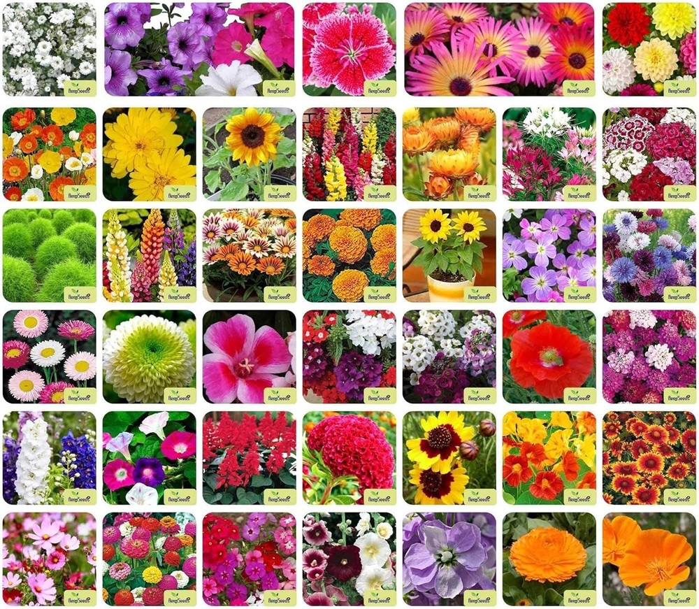 40 Varieties of Flower Seeds Combo For Your Garden Beautiful Bloom Germination