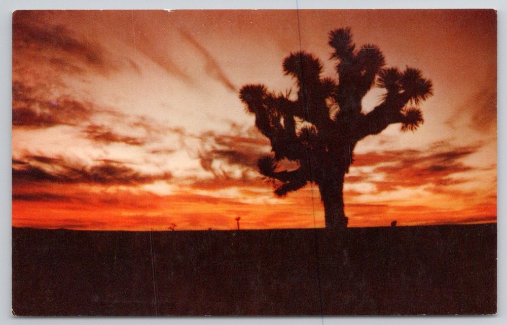 Vintage Joshua Tree Sunset Postcard - California Desert Art Outwater Photo
