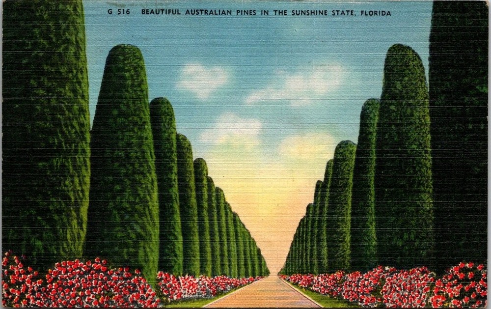 Vintage St. Petersburg FL Australian Pines Linen Postcard Posted 1940s
