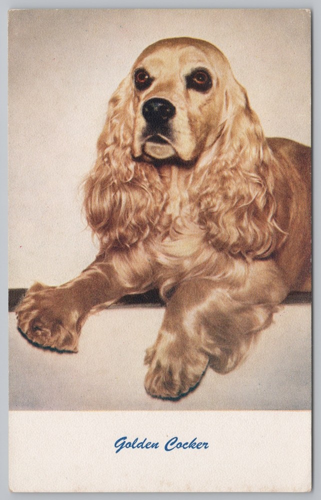 Animal~Golden Cocker Spaniel Portrait~Vintage Postcard