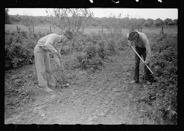 Photo:1930s Men Hoeing Field Farm Workers Black and White Photograph