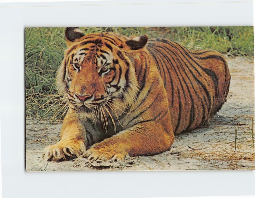 Postcard The tiger North Carolina Zoological Park Asheboro North Carolina USA