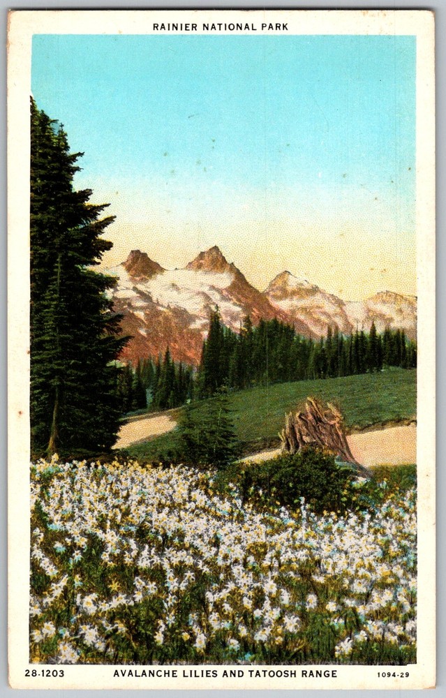 Vtg Postcard Avalanche Lilies Tatoosh Rainier National Park, WA 1940s