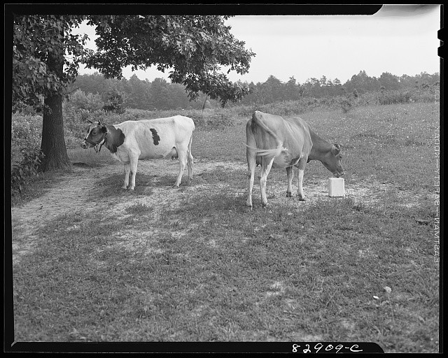 Photo:1930s Cows Grazing in Pasture Rural Farm Scene