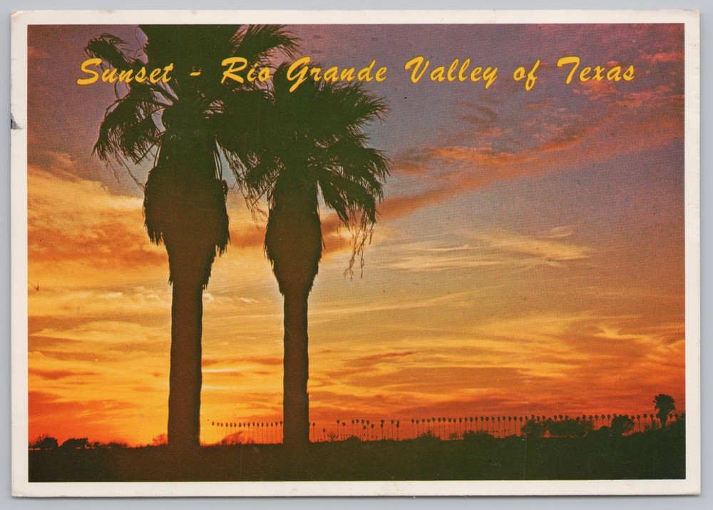 State View~Palms At Sunset In Rio Grande Valley Texas~Continental Postcard