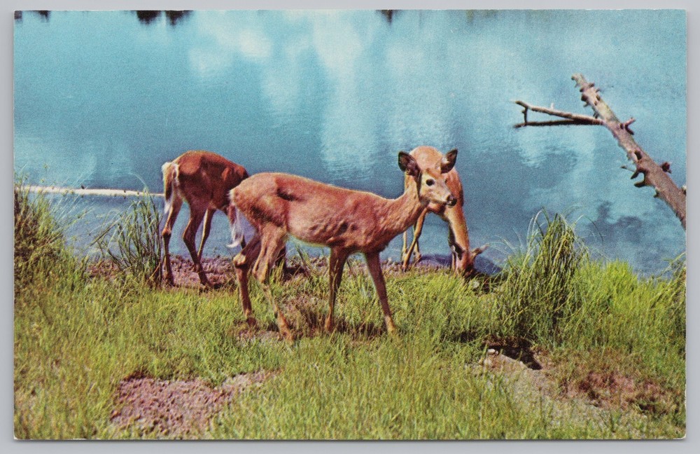 Animal~White Tail Deer Fawns By Lake In Minnesota~Vintage Postcard