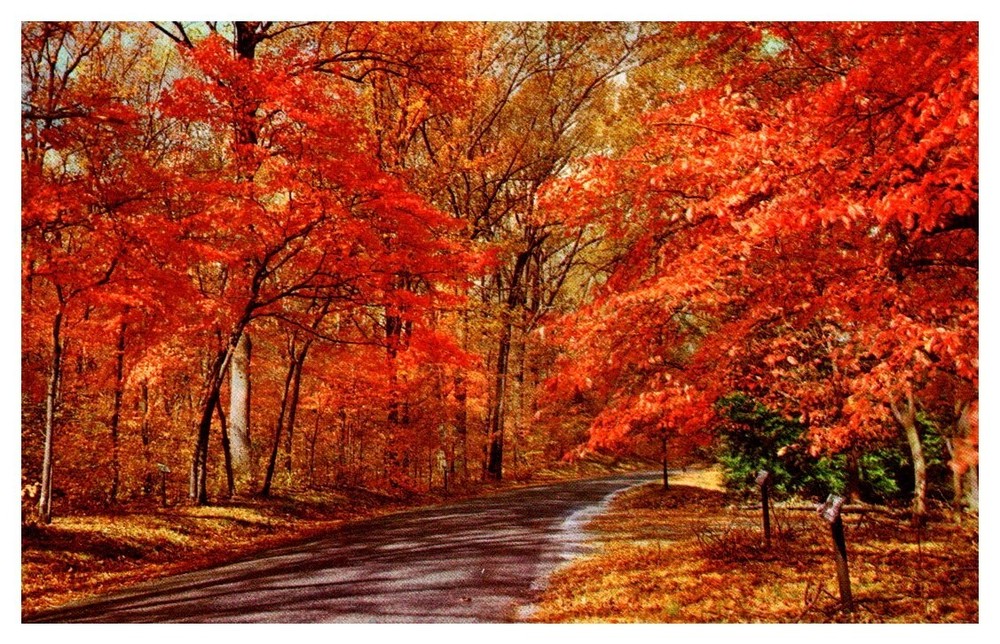 Rural Road Trees With Red Autumn Leaves Vintage Landscape Postcard
