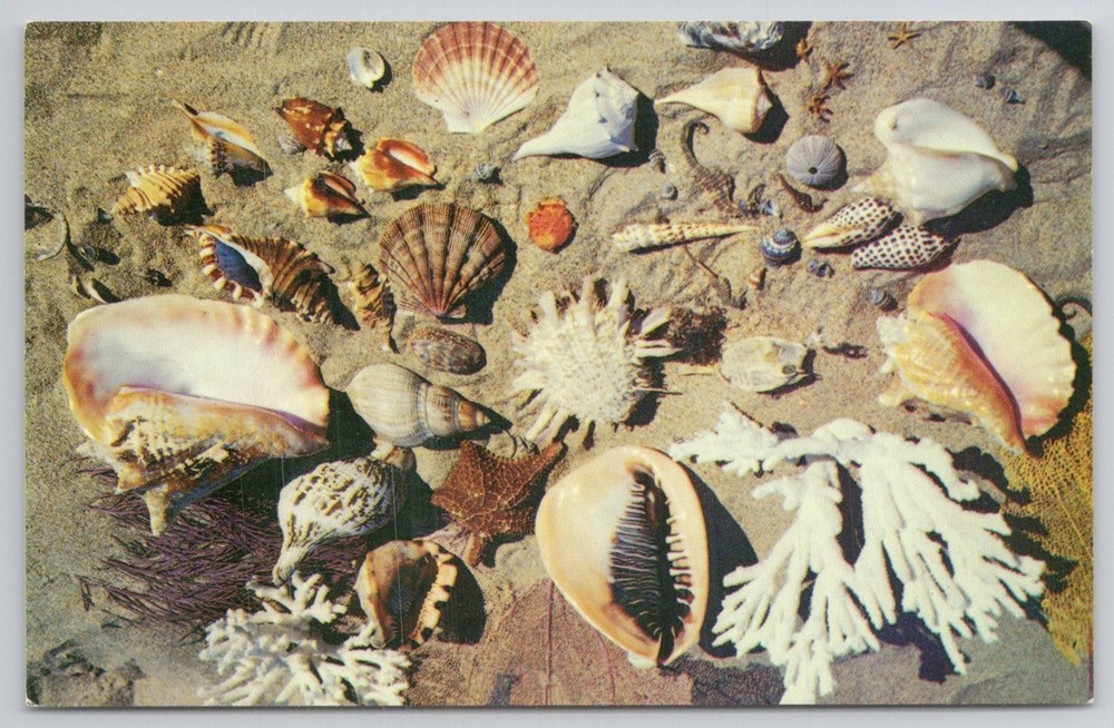 FLORIDA Seashells Beach Ocean Collection Koppel Color Postcard H.W. Hannau