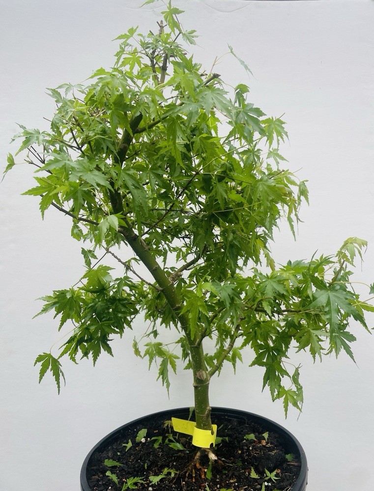 Heritage Japanese Maple Bonsai Tree - Acer Palmatum Live Plant-image