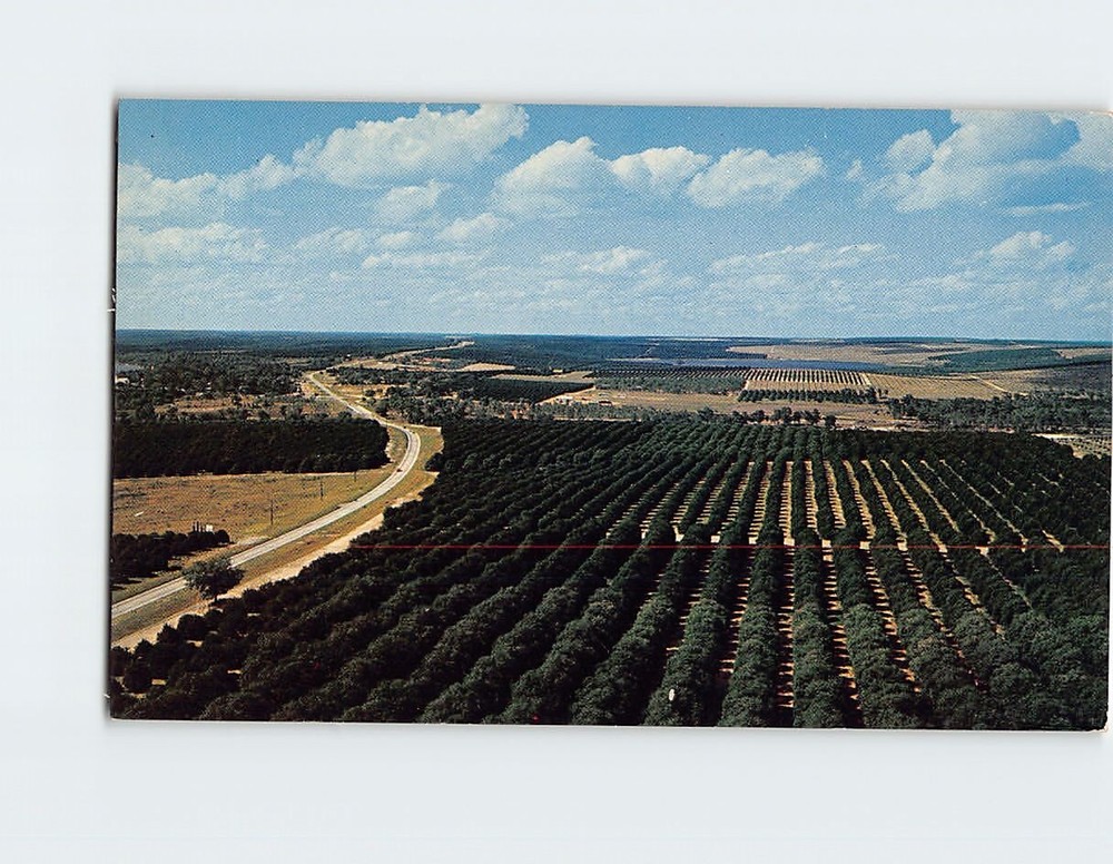 Postcard Orange groves, Florida Citrus Tower, Clermont, Florida