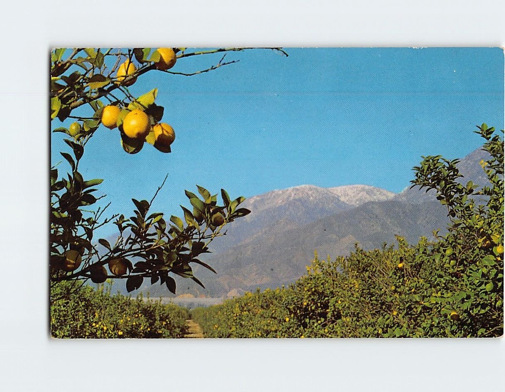 Postcard Lemon Grove with snow capped mountains California USA