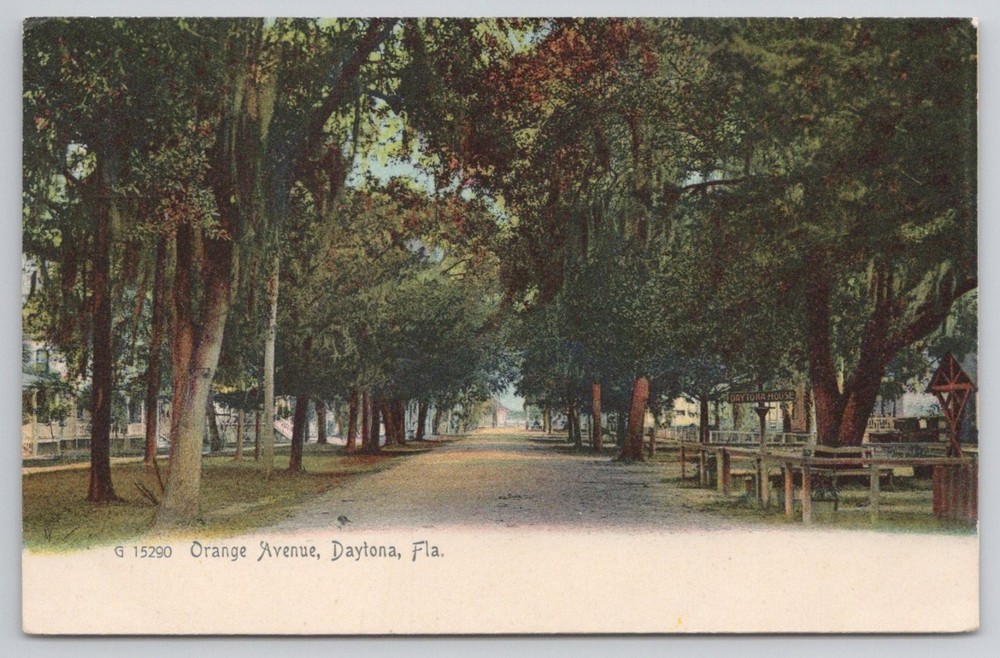 Orange Avenue Daytona Florida Postcard Rotograph Spanish Moss Trees Vintage