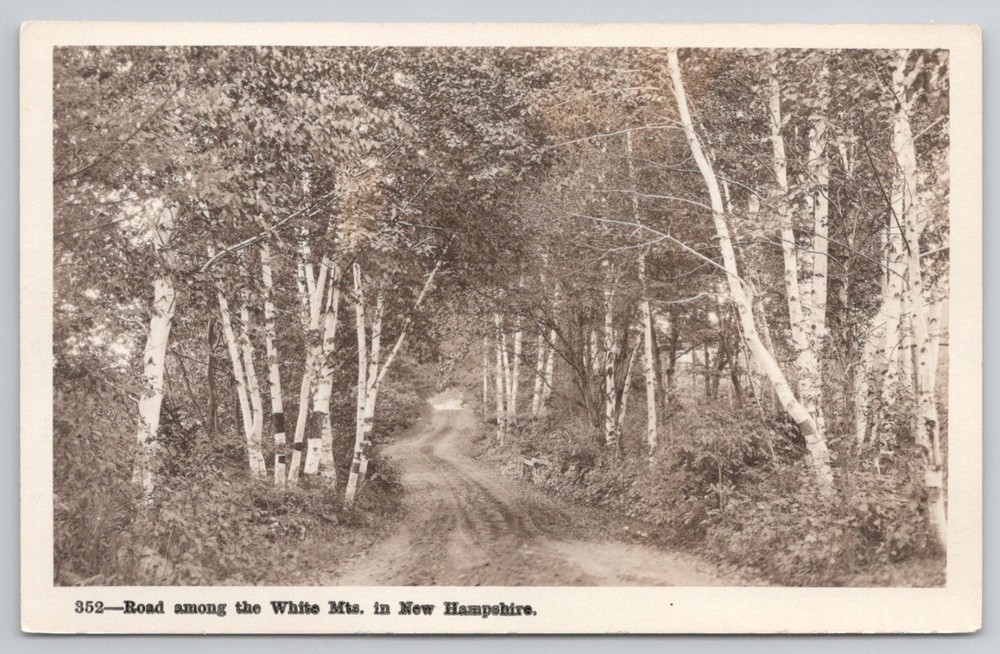 White Mountains NH Road Birch Trees Real Photo Postcard Shorey Studio 1920s
