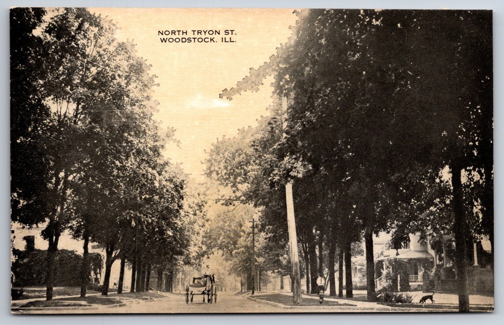Woodstock Illinois~North Tryon Street View~Horse Carriage~Dog~c1910 Postcard