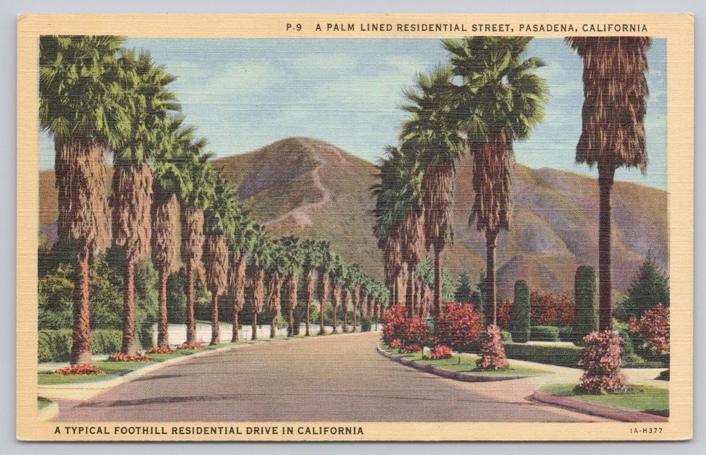 Pasadena California, A Palm Lined Residential Street, Vintage Postcard