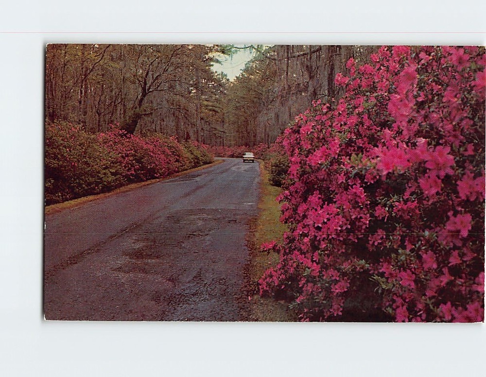 Postcard Entrance To Cypress Gardens Charleston South Carolina USA
