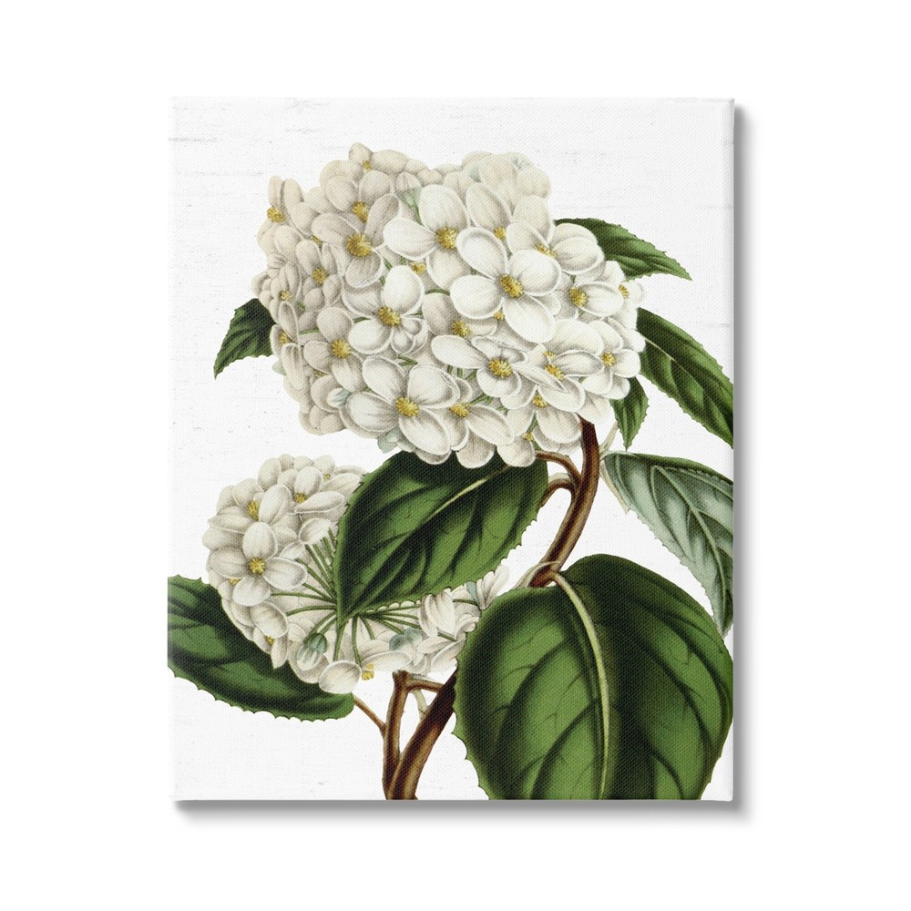 Stupell Begonia Opuliflora Flower Stem Vintage Botanical