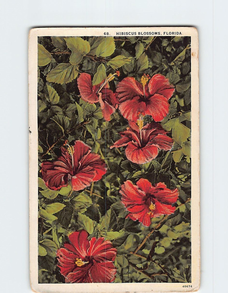 Postcard Hibiscus Blossoms in Florida