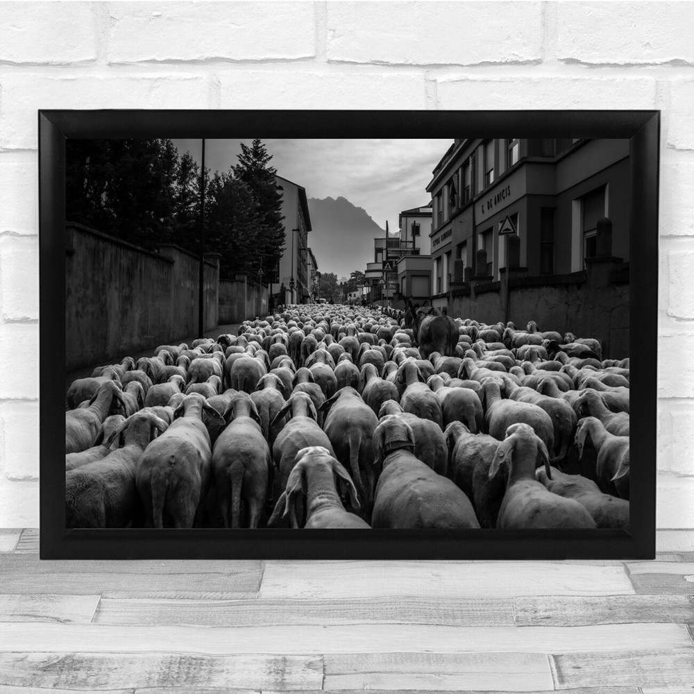 Sheep Street Animals Black & White City Herd Wall Art Print