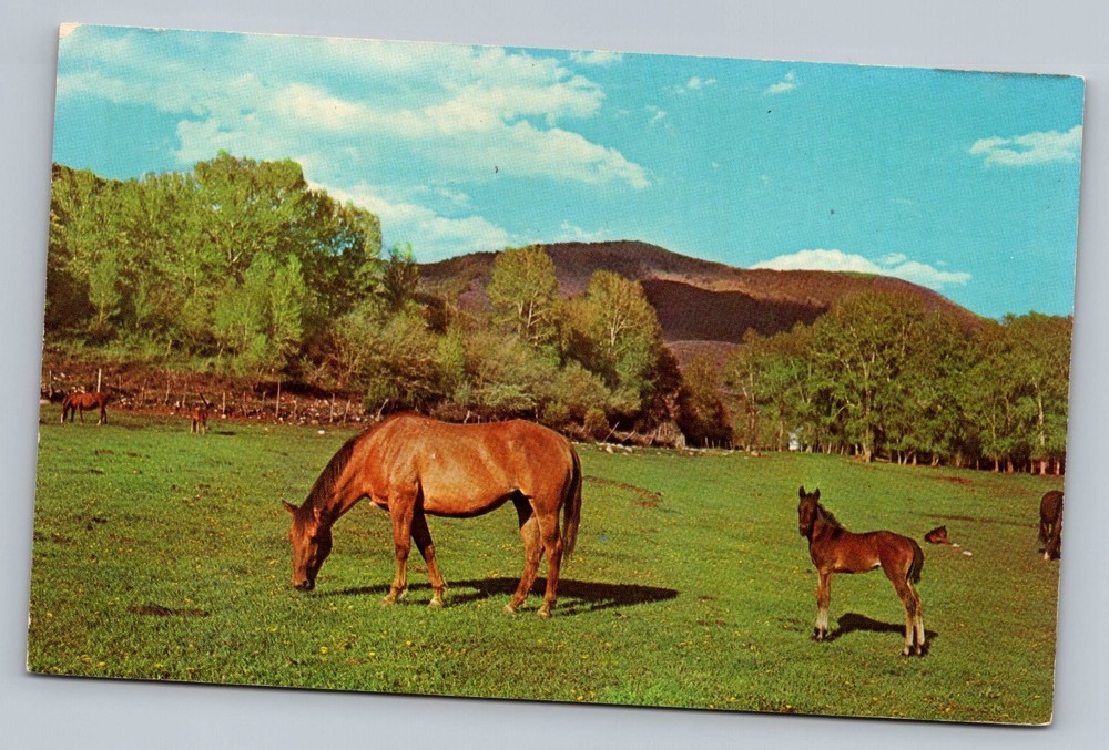Two Beautiful Horses In Field Vintage Postcard