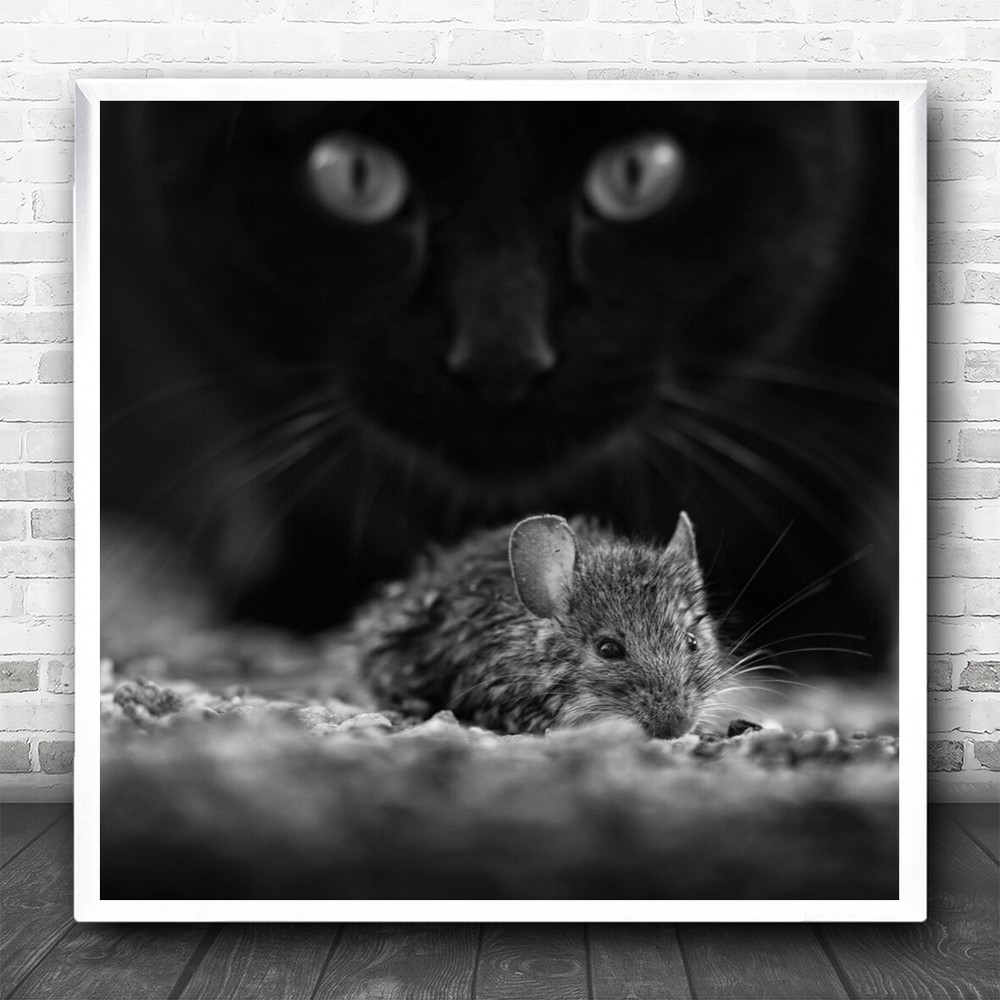 Mood Mouse Cat Animals Animal Rat Whiskers Eyes Attack Prey Square Print