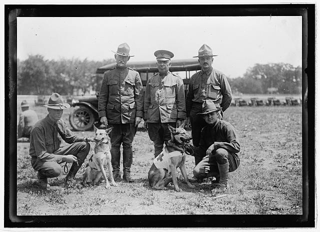 Photo:Allentown Pa 1917 Medical Corps Soldiers with Dogs World War I