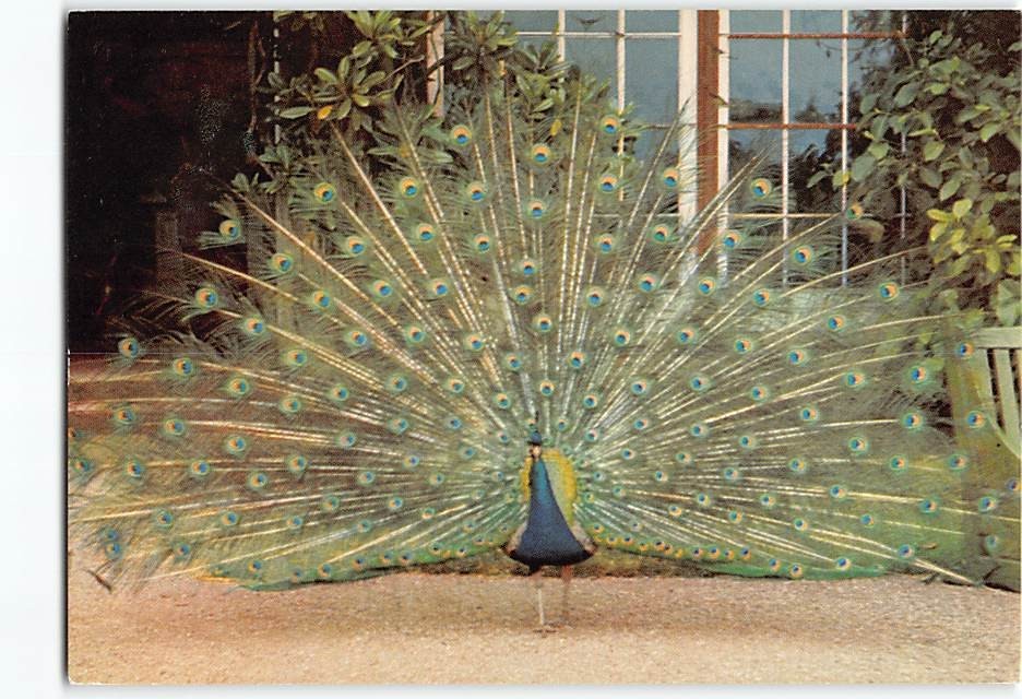 Postcard Peacock