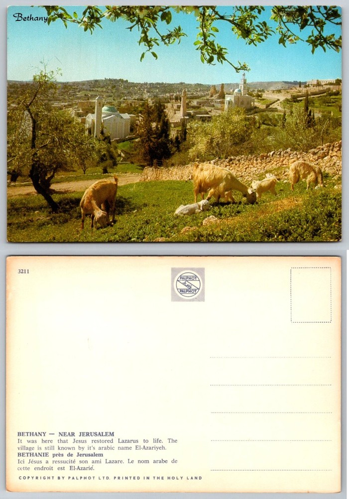 Vintage Bethany Jerusalem Postcard Holy Land El-Azariyeh Goats Palphot