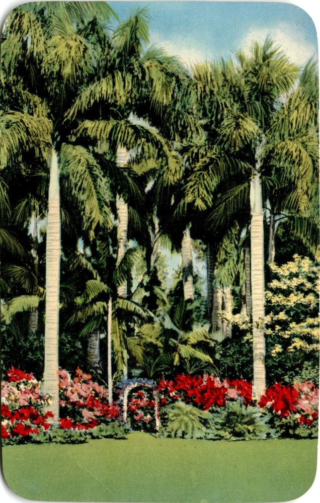 Florida, Sunken Gardens, St. Petersburg, flowers, tropical plants, Postcard