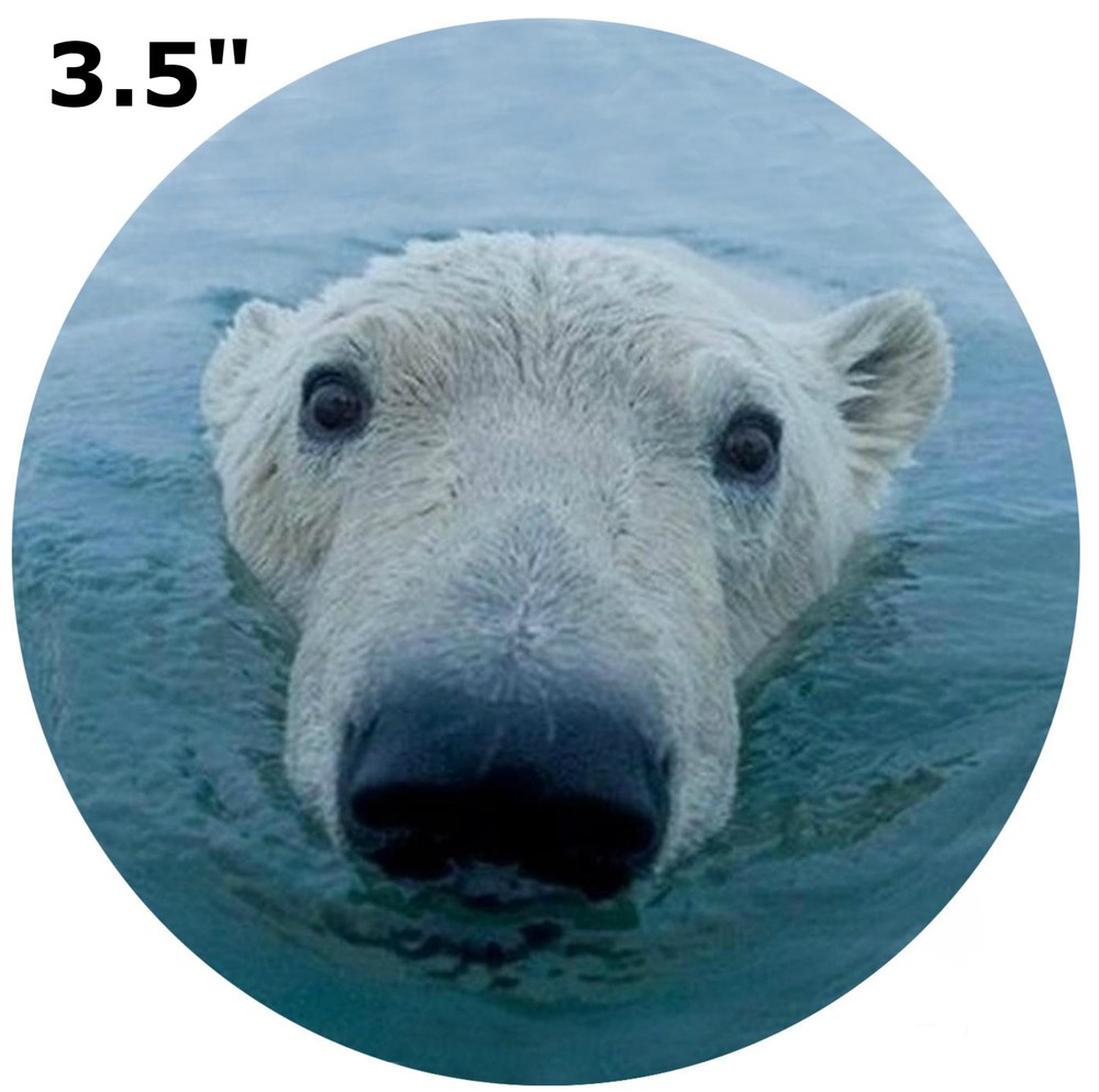 Polar Bear 3.5