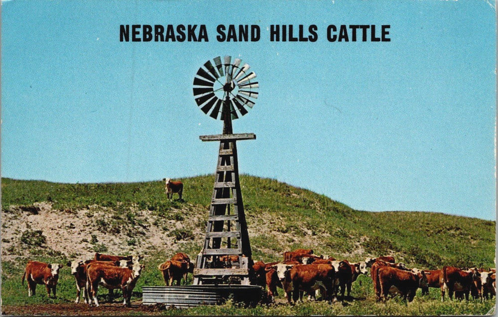 Nebraska Sand Hills Cattle, Weather Vane Postcard