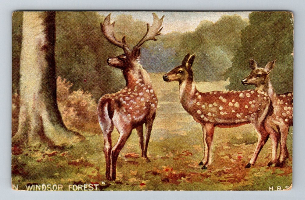 England- Windsor Forest Deer Souvenir Old Postal Card View PC Vintage Postcard