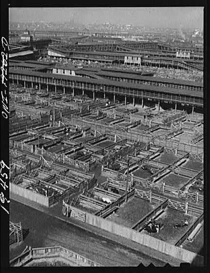 Photo:Kansas City Missouri 1920s Stockyards Cattle Pens General View