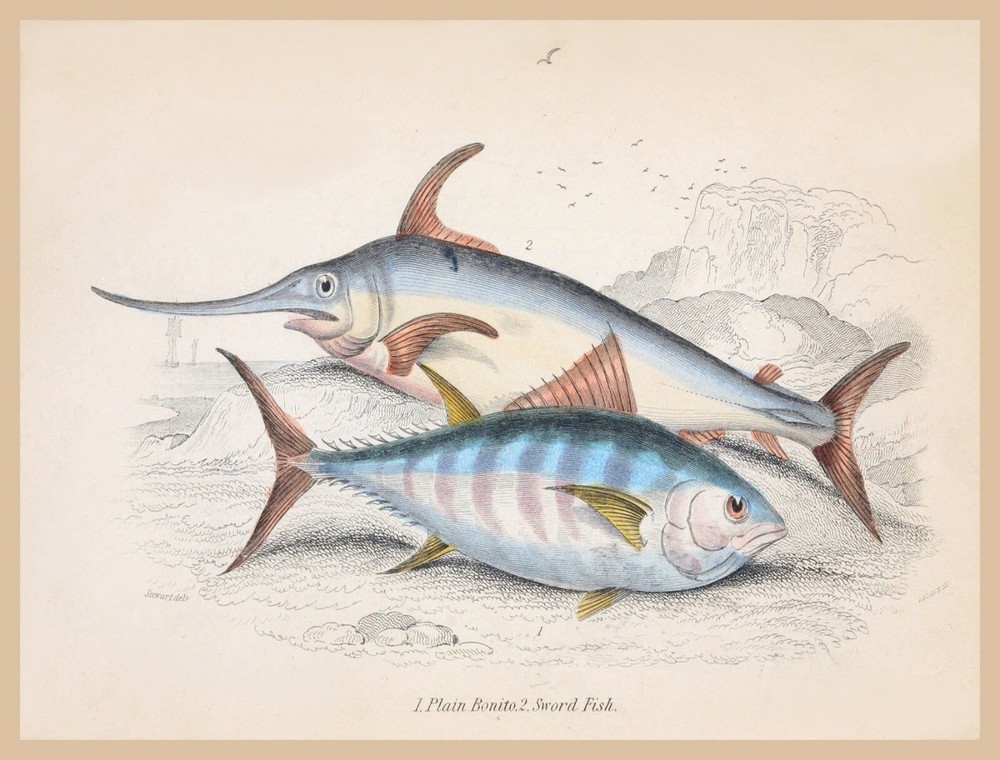 Discover Home Room Wall Art with Bonito Swordfish Decor and Fishing Theme Design