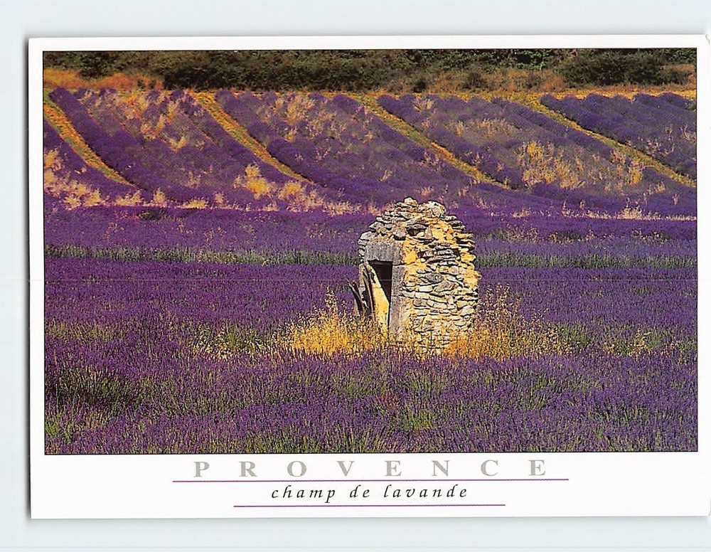 Postcard Lavender Fields Provence France
