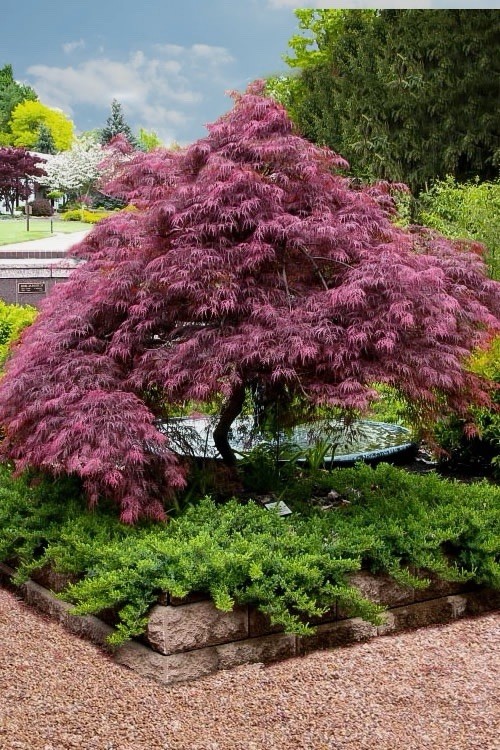 Japanese Maple Tree 3ft Acer Palmatum “Tamukeyama”-image