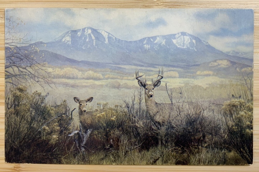 GORGEOUS Vintage Postcard Western White Tailed Deer Rembrandt Unposted