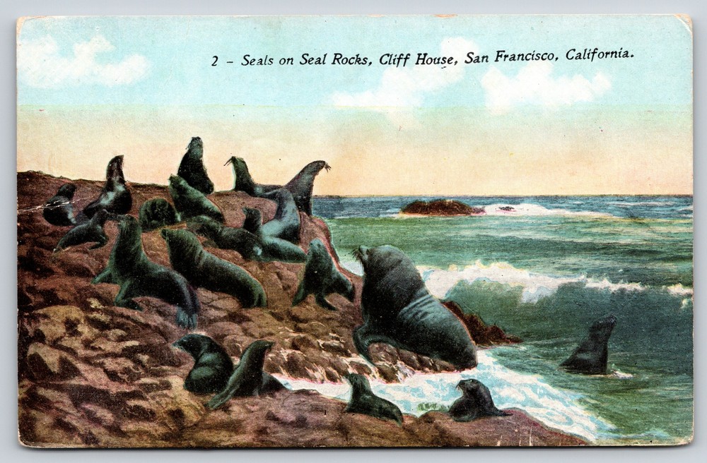 Animal~San Francisco California~Seals On The Rocks~Mitchell Vintage Postcard