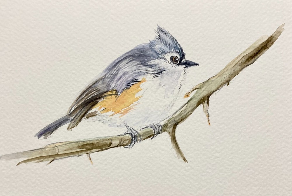 Original Watercolor ACEO Titmouse Bird Greeting Card