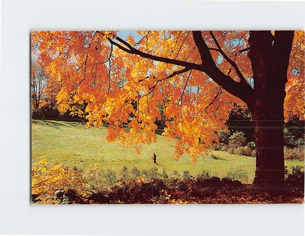 Postcard Nature Landscape Scenery Greetings from South Bend Indiana USA