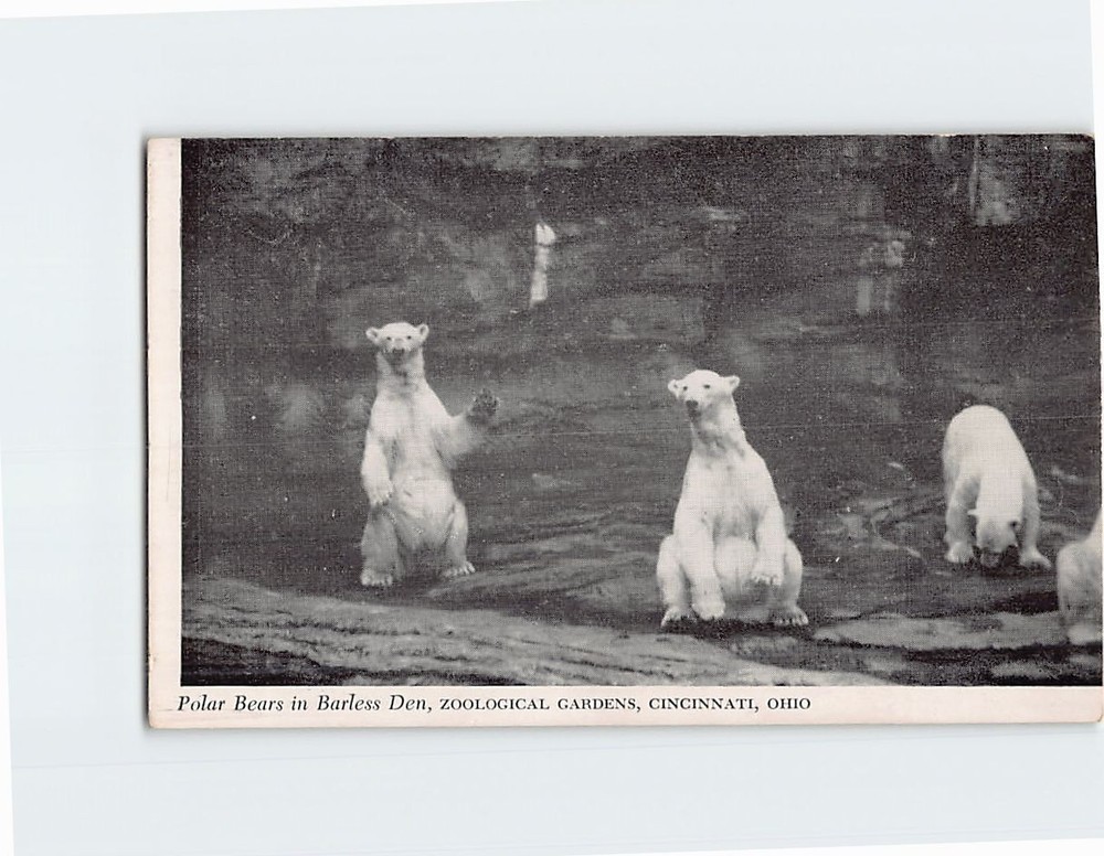 Postcard Polar Bears in Barless Den Zoological Gardens Cincinnati Ohio USA