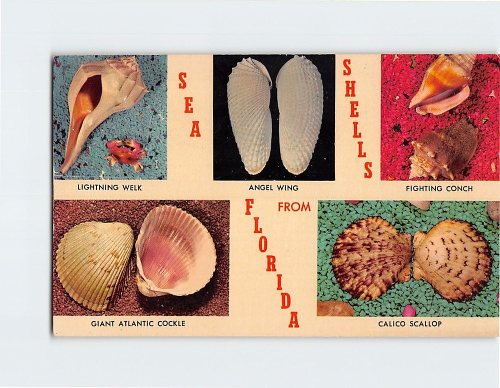 Postcard Sea Shells from Florida USA
