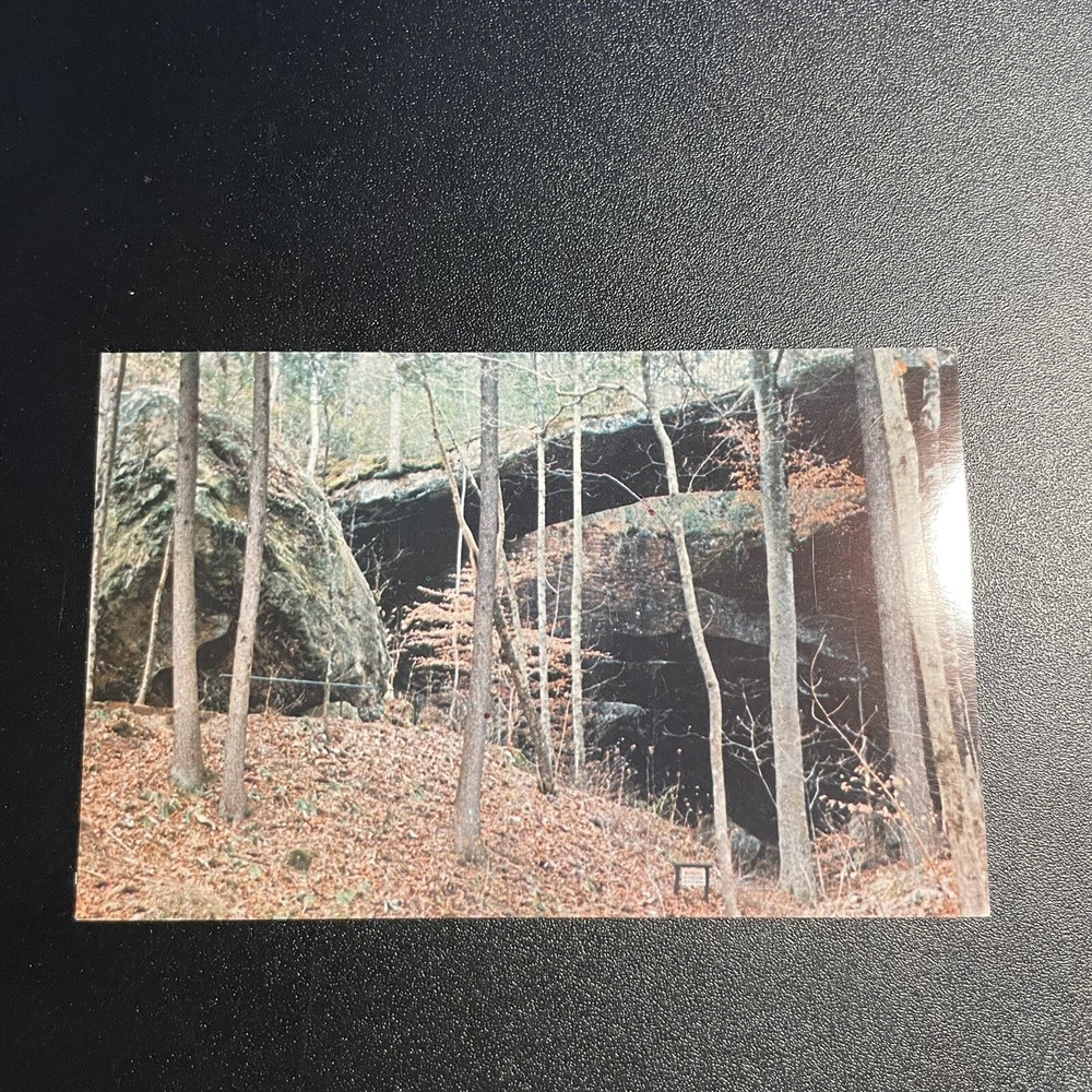 Winston County Alabama Postcard Natural Bridge of Alabama Vintage Forest Woods