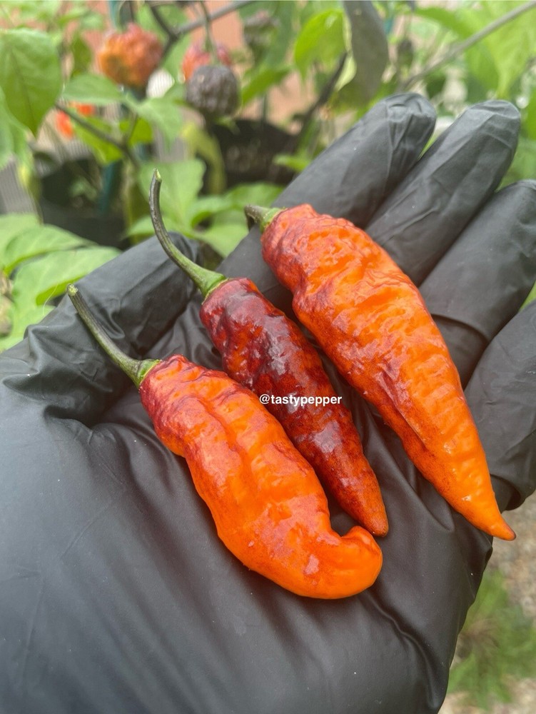 RARE HOT Black Panther Heirloom SEEDS by  The Tasty Pepper 10 - 12 Seeds