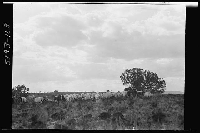 Photo:Acoma New Mexico 1900s Sheep Herding Landscape View