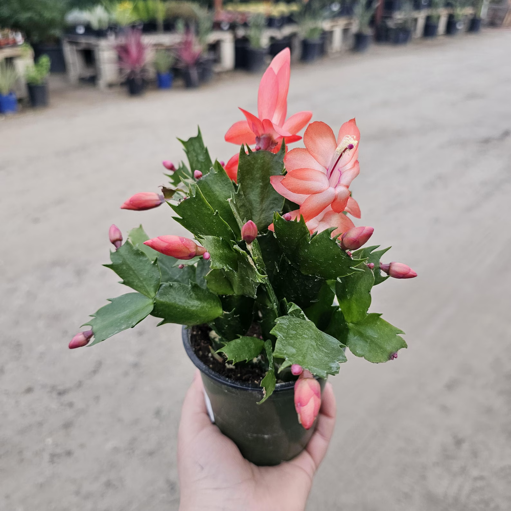 Orange Christmas Cactus Live Plant 7