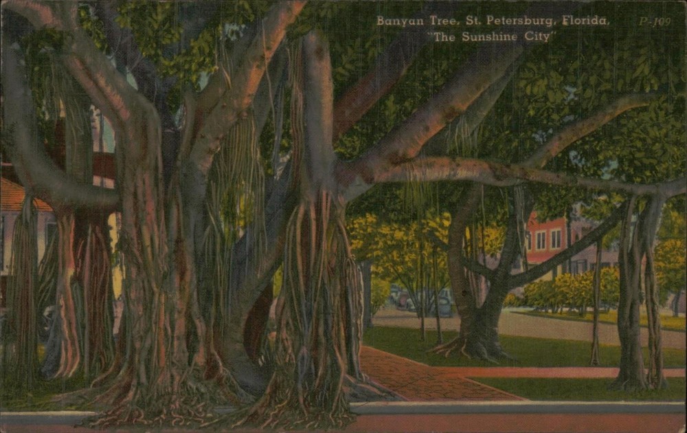 Banyan Tree St Petersburg Florida Vintage Postcard The Sunshine City Postmarked