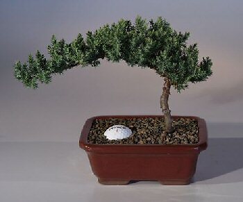 Juniper Bonsai Tree Live Dwarf With Fairway Golf Ball Evergreen Plant 9'' Tall
