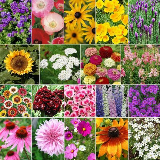 LATE BLOOMER Fall Bloom Wildflowers 19 Flower Species Heirloom Non-GMO 500 Seeds